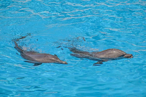 Show of beautiful dolphin jumps in zoo pool. Tenerife