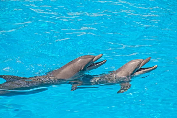 Spectacle Beaux Dauphins Saute Dans Piscine Zoo Ténérife — Photo