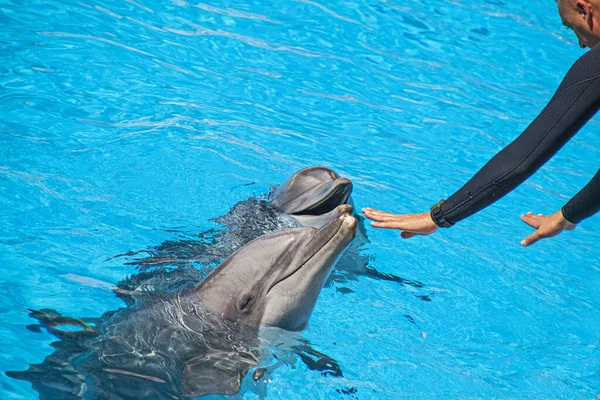PUERTO DE LA CRUZ, TENERIFE, SPAIN - 25 Şubat 2022: 5 Temmuz 2022 tarihinde Loro Park 'ta (Loro Parque) yunuslarla birlikte su gösterileri, Spane. 