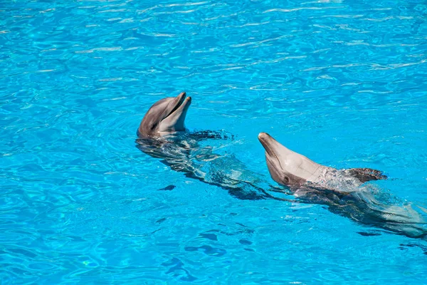 Hayvanat bahçesi havuzunda güzel yunus atlayışları. Tenerife