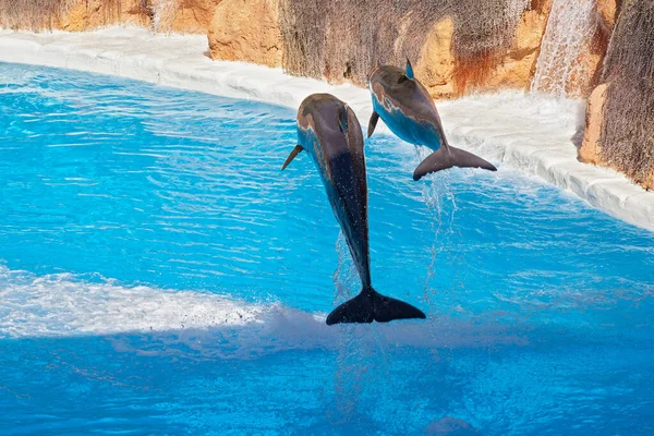 Show of beautiful dolphin jumps in zoo pool. Tenerife