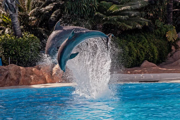 Hayvanat Bahçesi Havuzunda Güzel Yunus Atlayışları Tenerife — Stok fotoğraf