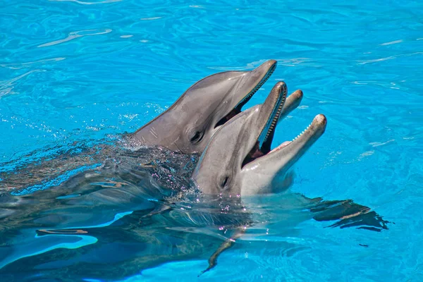 Spectacle Beaux Dauphins Saute Dans Piscine Zoo Ténérife — Photo