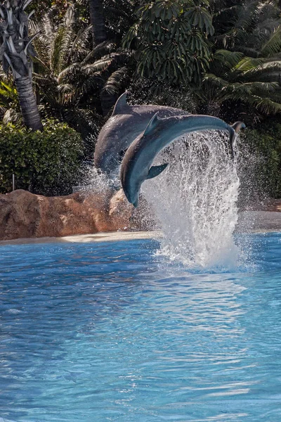 Show Beautiful Dolphin Jumps Zoo Pool Tenerife — Stock Photo, Image