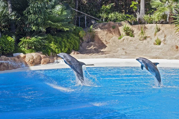 Pokaz Pięknych Skoków Delfinów Ogrodzie Zoologicznym Teneryfa — Zdjęcie stockowe