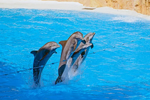 Show Beautiful Dolphin Jumps Zoo Pool Tenerife Stock Photo