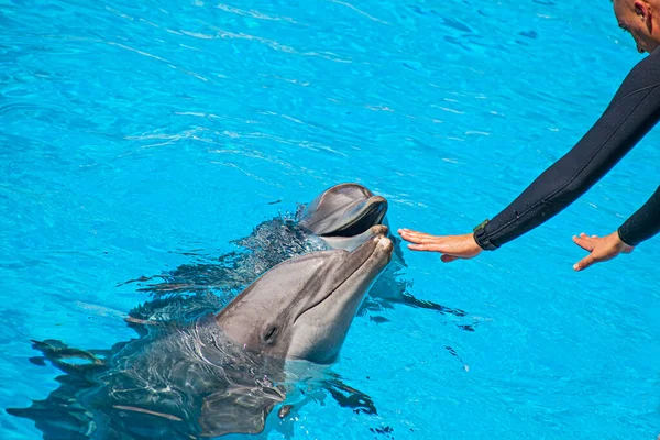 Puerto Cruz Tenerife Spain February 2022 Water Shows Dolphins Loro Royalty Free Stock Images