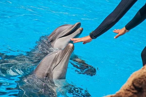 Show Beautiful Dolphin Jumps Zoo Pool Tenerife Stock Image