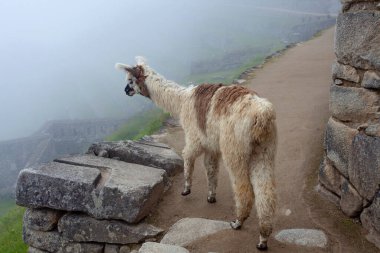 Machu Picchu antik kentinde şirin bir lama, Peru