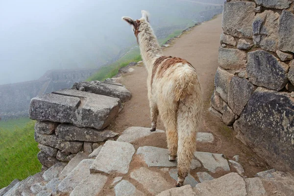 Lama Bonito Machu Picchu Cidade Antiga Peru — Fotografia de Stock