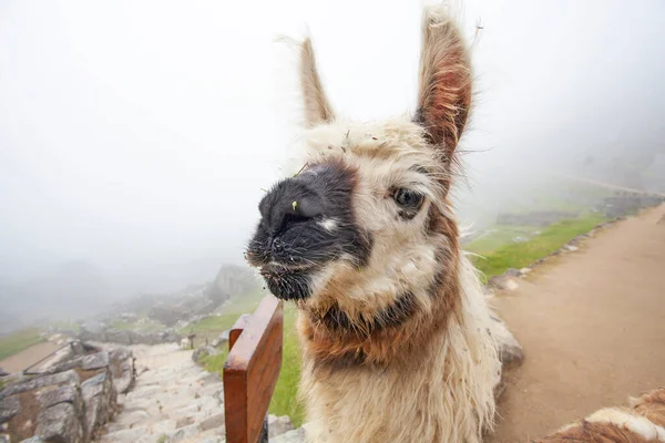 Roztomilé Lama Machu Picchu Starobylé Město Peru — Stock fotografie