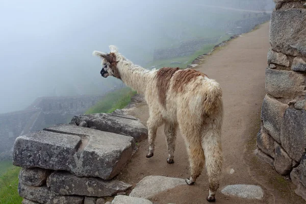 Cute Lama Machu Picchu Ancient Town Peru — Stock Photo, Image