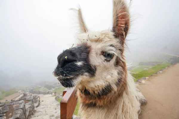 Lindo Lama Machu Picchu Ciudad Antigua Perú — Foto de Stock