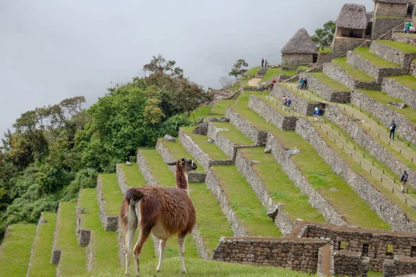 ペルーのマチュピチュ古代都市でかわいいラマ — ストック写真