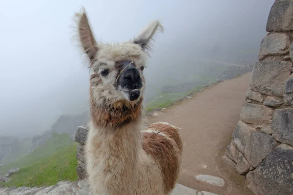 Roztomilé Lama Machu Picchu Starobylé Město Peru — Stock fotografie