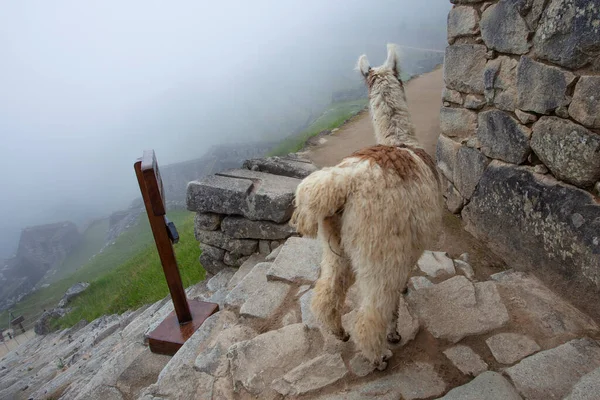 Mignon Lama Machu Picchu Ancienne Ville Pérou — Photo