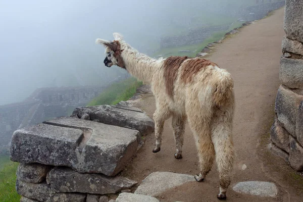 Cute Lama Machu Picchu Ancient Town Peru — Stock Photo, Image