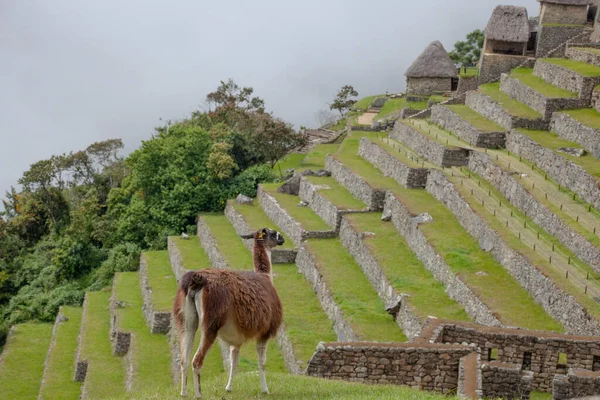 Uroczy Lama Starożytnym Mieście Machu Picchu Peru — Zdjęcie stockowe