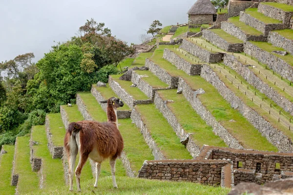 Niedliches Lama Der Altstadt Von Machu Picchu Peru — Stockfoto