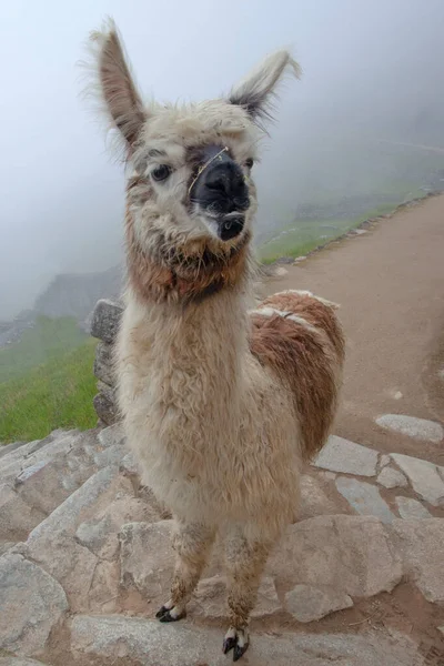 Χαριτωμένο Λάμα Machu Picchu Αρχαία Πόλη Περού — Φωτογραφία Αρχείου