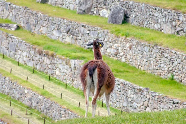 Mignon Lama Machu Picchu Ancienne Ville Pérou — Photo