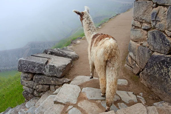 Aranyos Láma Machu Picchu Ősi Város Peru — Stock Fotó