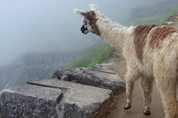 Lama Bonito Machu Picchu Cidade Antiga Peru — Fotografia de Stock