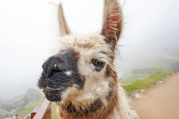 Cute Lama Machu Picchu Ancient Town Peru — Stock Photo, Image