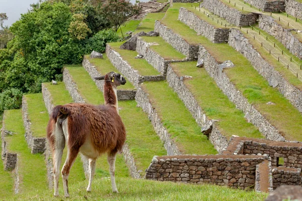 Lama Bonito Machu Picchu Cidade Antiga Peru — Fotografia de Stock