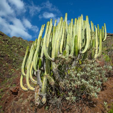İspanya, Tenerife 'deki şaşırtıcı doğa manzaraları ve kaktüsler