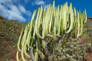 İspanya, Tenerife 'deki şaşırtıcı doğa manzaraları ve kaktüsler