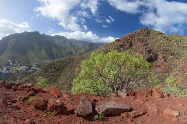 İspanya, Tenerife 'deki şaşırtıcı doğa manzaraları ve bitkiler