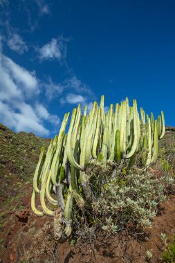 İspanya, Tenerife 'deki şaşırtıcı doğa manzaraları ve kaktüsler