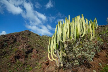 İspanya, Tenerife 'deki şaşırtıcı doğa manzaraları ve kaktüsler
