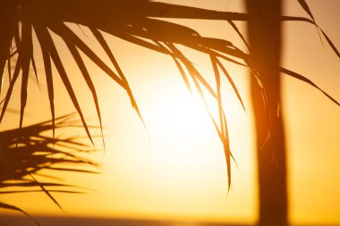 Gün batımında avuçlar, Tenerife 'ye karşı.