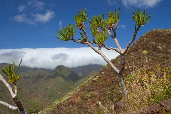 Paisagens Plantas Naturais Incríveis Tenerife Espanha — Fotografia de Stock