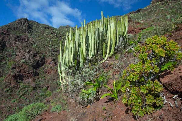 Paisagens Naturais Incríveis Cactos Tenerife Espanha — Fotografia de Stock