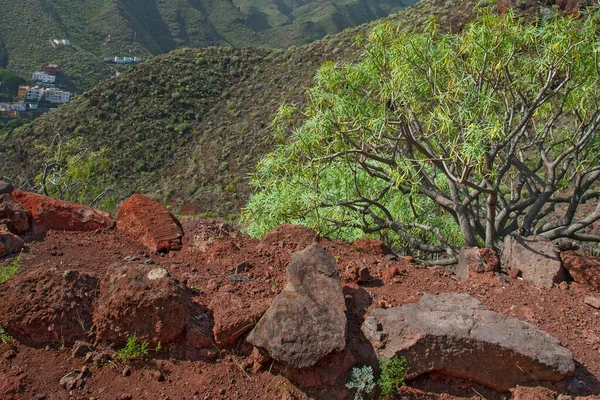 Spanya Tenerife Deki Şaşırtıcı Doğa Manzaraları Bitkiler — Stok fotoğraf