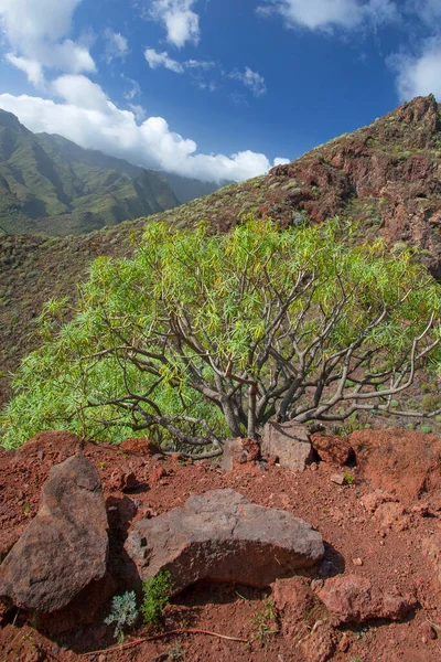 Spanya Tenerife Deki Şaşırtıcı Doğa Manzaraları Bitkiler — Stok fotoğraf