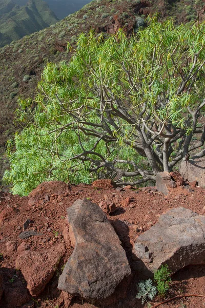 Spanya Tenerife Deki Şaşırtıcı Doğa Manzaraları Bitkiler — Stok fotoğraf