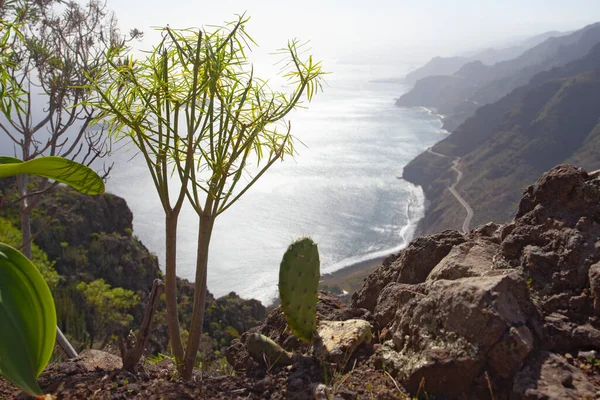 Spanya Tenerife Deki Şaşırtıcı Doğa Manzaraları Bitkiler — Stok fotoğraf