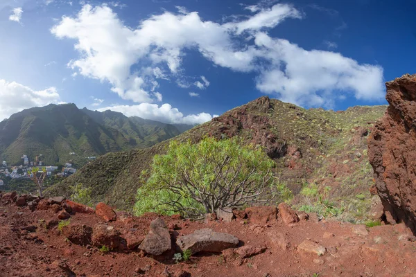 Amazing Nature Landscapes Plants Tenerife Spain — Stock Photo, Image