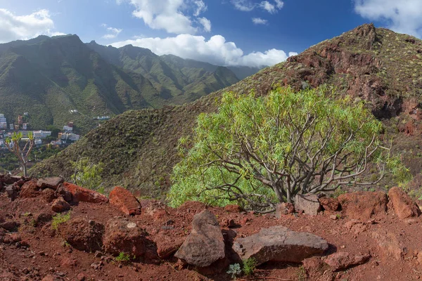 Paisagens Plantas Naturais Incríveis Tenerife Espanha — Fotografia de Stock