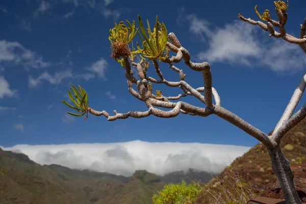 Paisagens Plantas Naturais Incríveis Tenerife Espanha — Fotografia de Stock