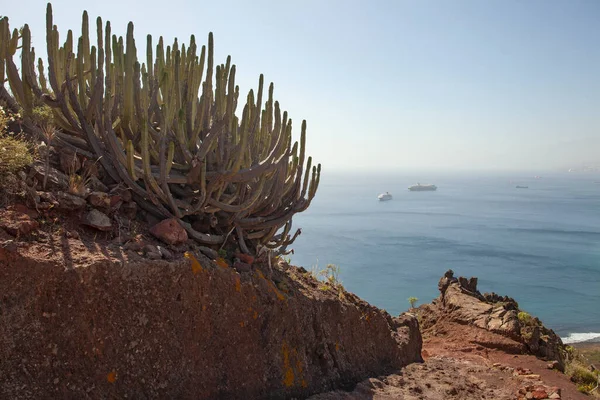 Spanya Tenerife Deki Şaşırtıcı Doğa Manzaraları Bitkiler — Stok fotoğraf