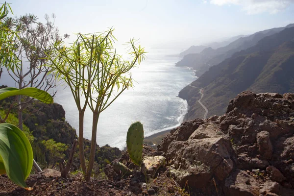 Amazing Nature Landscapes Plants Tenerife Spain — Stock Photo, Image