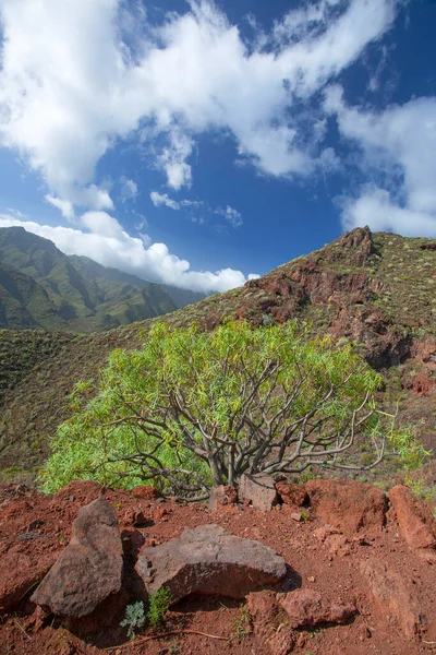 Verbazingwekkende Natuurlandschappen Planten Tenerife Spanje — Stockfoto