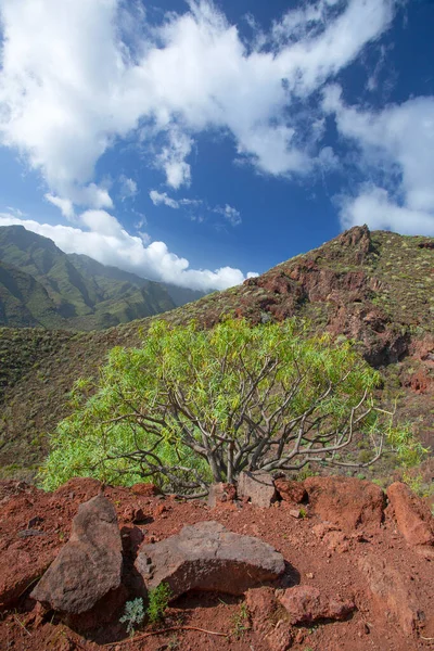 Paisagens Plantas Naturais Incríveis Tenerife Espanha — Fotografia de Stock