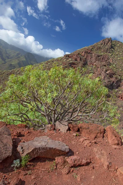 Verbazingwekkende Natuurlandschappen Planten Tenerife Spanje — Stockfoto