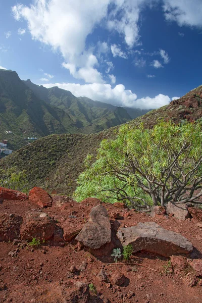 Spanya Tenerife Deki Şaşırtıcı Doğa Manzaraları Bitkiler — Stok fotoğraf